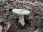 Hatalmas tölcsérgomba (Aspropaxillus giganteus), Budai-hegység
